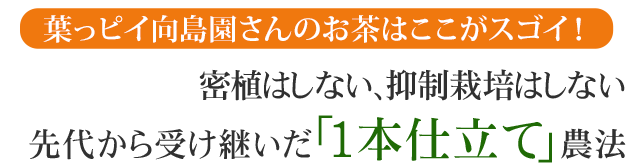 葉っピイ向島園さんのお茶はここがすごい！密植はしない、抑制栽培はしない。先代から受け継いだ「1本仕立て」農法