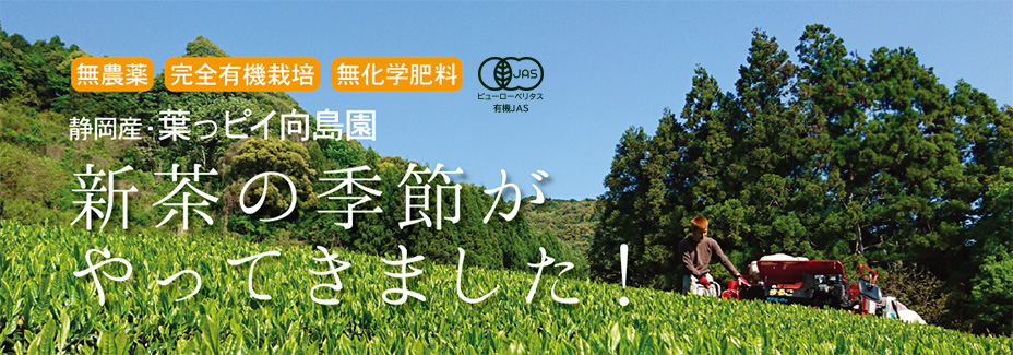 新茶の季節がやってきました！